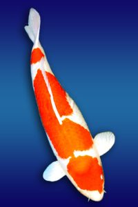 1st All Indonesia Combined Koi Show 2003