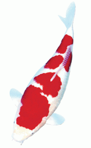 1st All Indonesia Combined Young Koi Show 2003