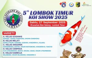 5th Lombok Timur Koi Show